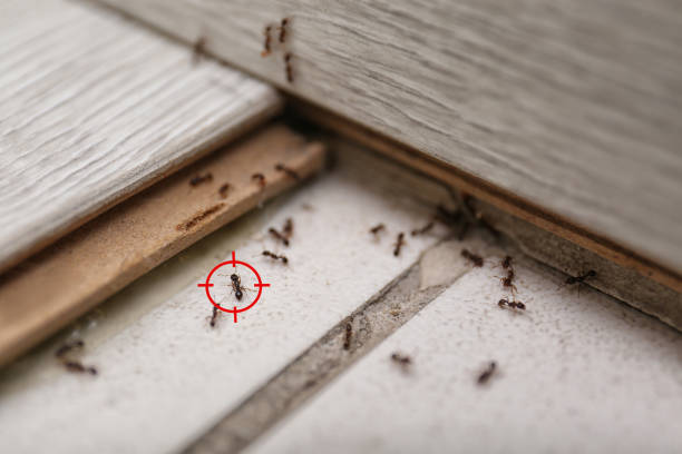 Best Exterminator Services  in Keys, OK