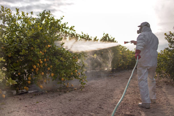 Best Flea Control Services  in Keys, OK
