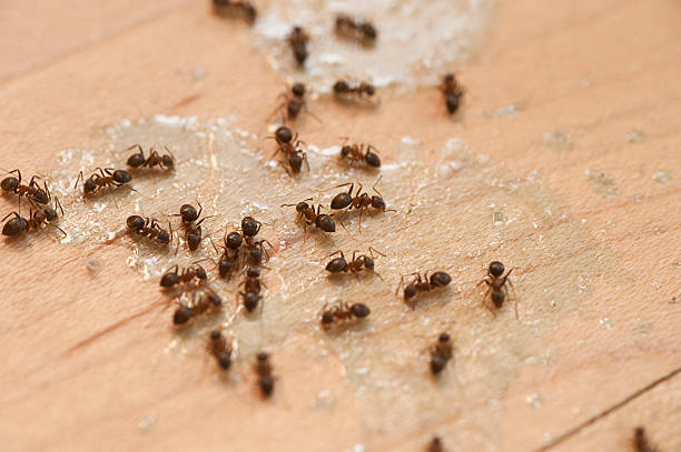 Best Cockroach Control Services  in Keys, OK